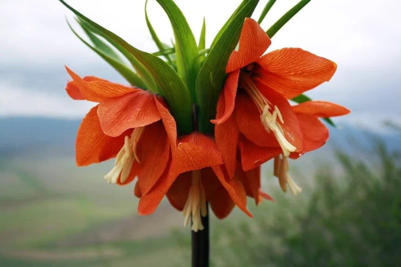 Сүрөт: Кабар (рус.)