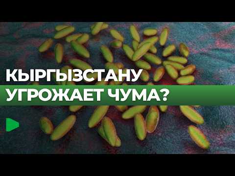 Сүрөт: Номад ТВ (YouTube)