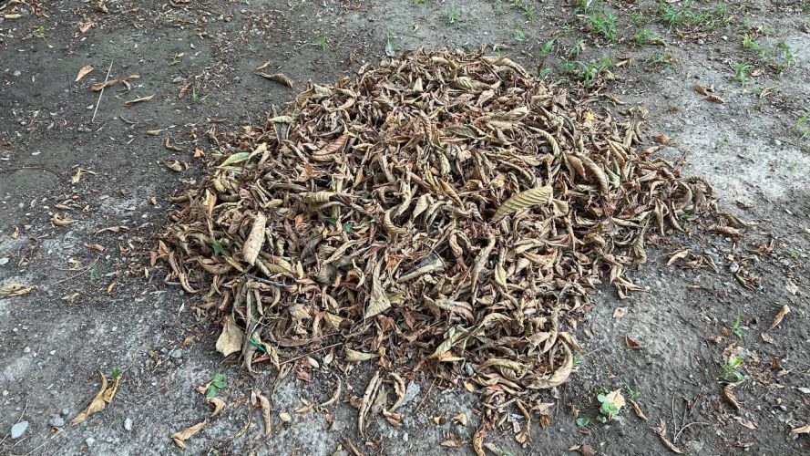 Дубовый парктын каштандары менен сосналары кургап жатат