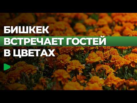 Сүрөт: Номад ТВ (YouTube)