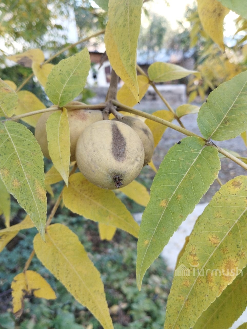 Сүрөт: Turmush