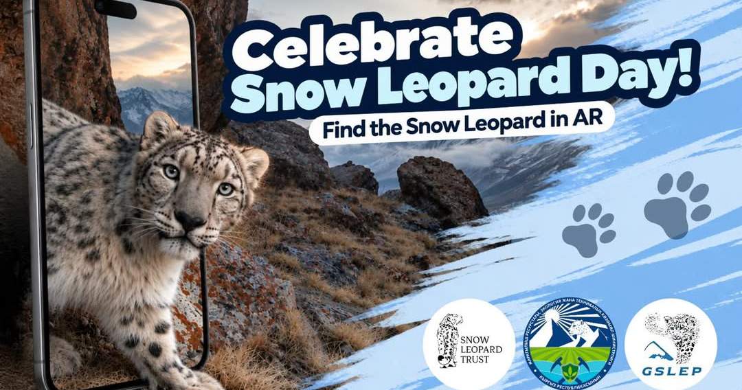 В Бишкеке стартует AR-квест Global Snow Leopard AR Hunt в честь Дня снежного барса