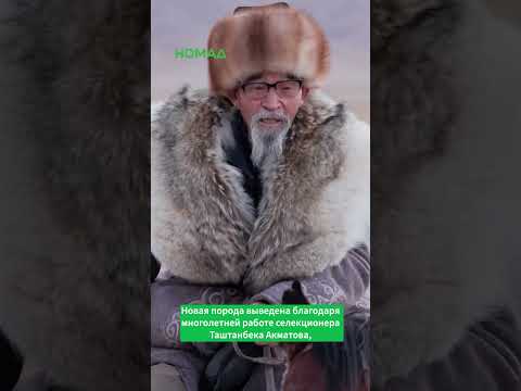 Кыргызстандагы ак якалардын тагдыры кандай?