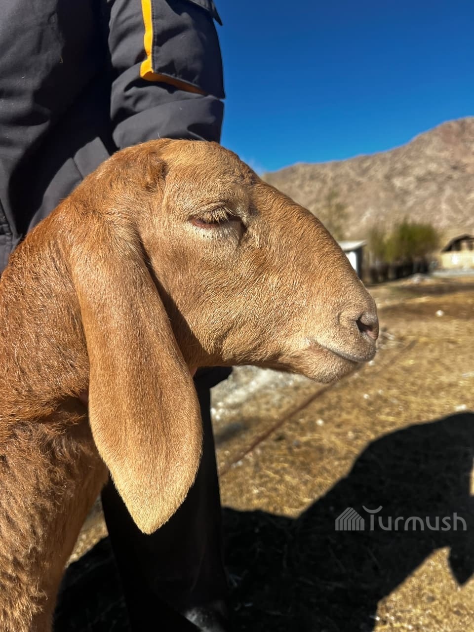 Сүрөт: Turmush