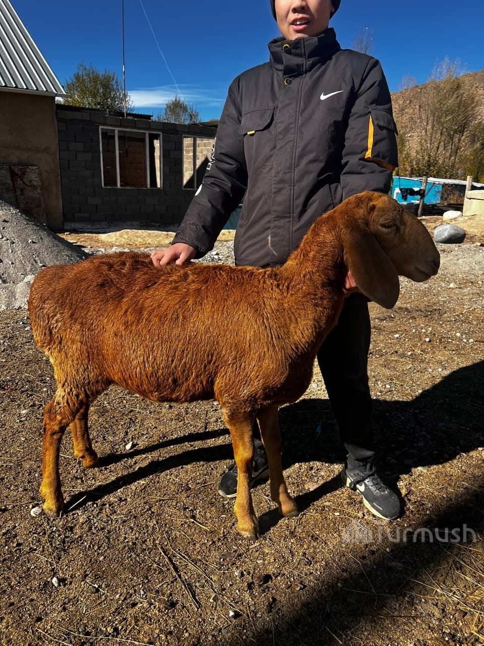 Сүрөт: Turmush