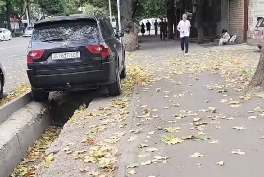 Бишкектин борборунда клендер убагынан мурда жалбыктарын жоготууда: тургундардын тынчсыздануусу
