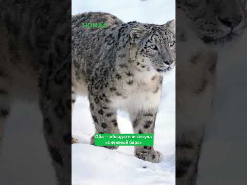 Сүрөт: Номад ТВ (YouTube)