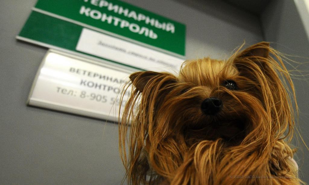 В Кыргызстане импортные товары теперь проверяют через систему «Санарип VET»