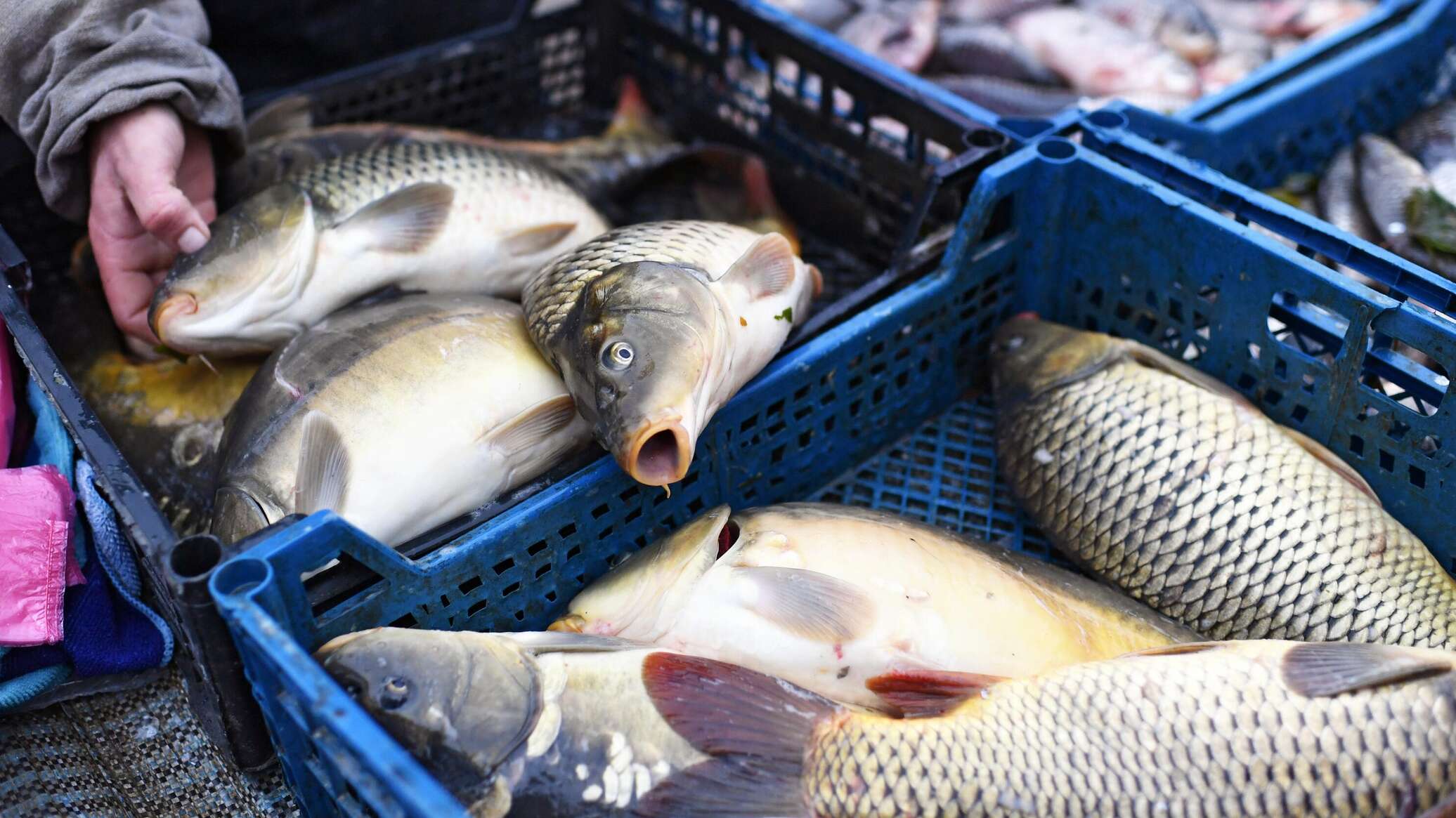 Минсельхоз планирует перенести рыбоводство в Токтогульское водохранилище