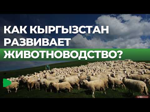 Фото: Номад ТВ (YouTube)