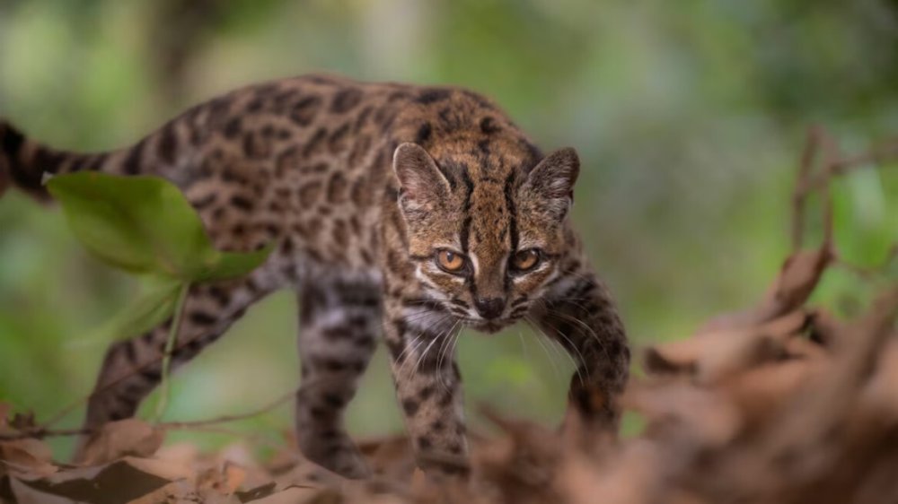 В Боливии задокументировали ранее неизвестный вид дикой кошки Leopardus tilcayo