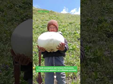 Кыргызстанда уникалдуу гриб табылды