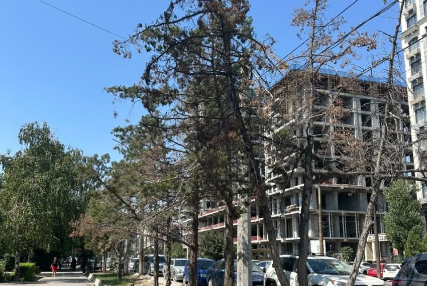 Бишкектеги Сухэ-Батора көчөсүндө дарактар сугарылбай, кургакчылыкка кабылып жатат