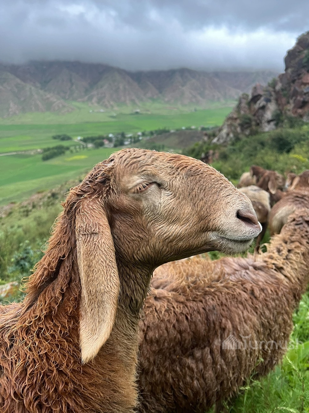 Сүрөт: Turmush