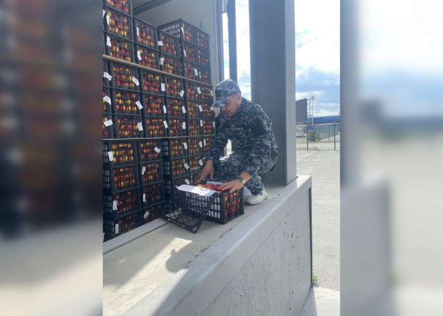 Казахстан приостановил ввоз слив и черешни из Кыргызстана