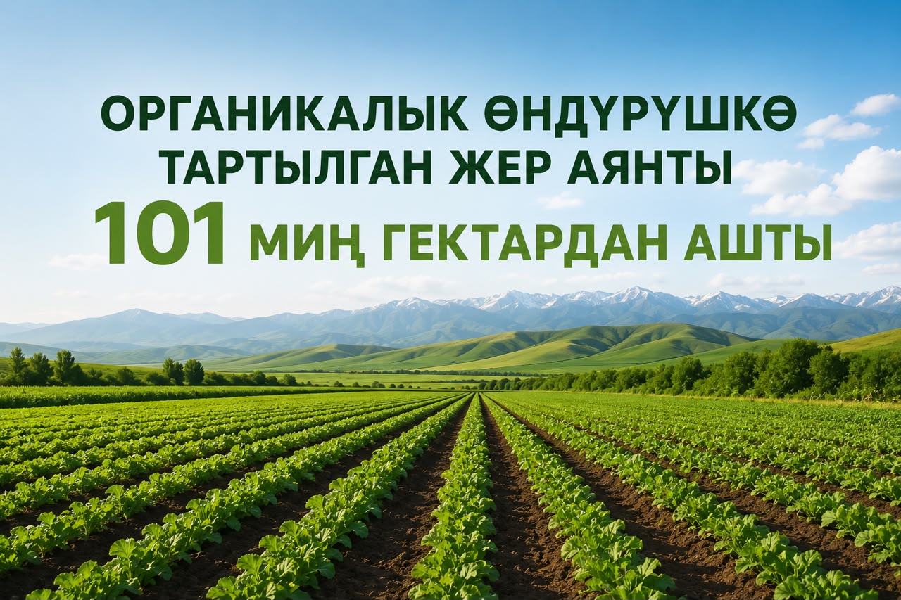 Кыргызстанда органикалык айыл чарба аянты көбөйдү