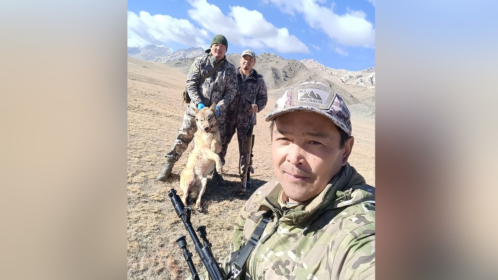 Ат-Башы районунда мал күчөтүүчүлөргө коркунуч болгон ири куй волкуу аткыланып жок кылынды