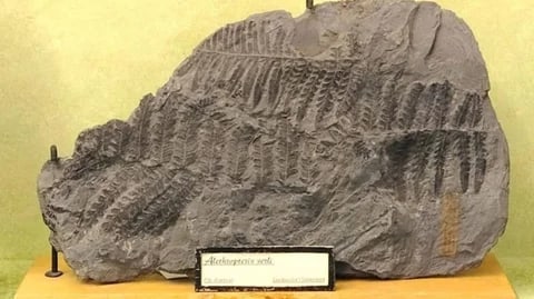В Бонне украли более 100 окаменелостей возрастом до миллиарда лет из музея