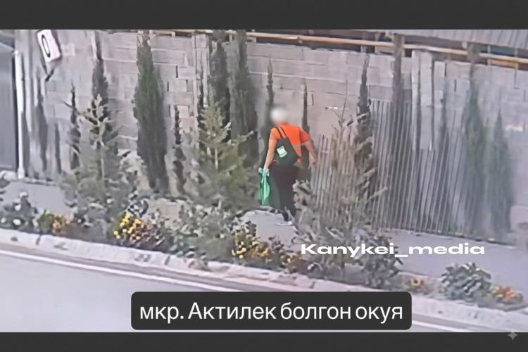 Ош шаарында аял жашоочулук үйдүн алдындагы бедерленген арча багын жок кылды