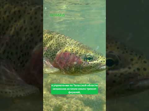 Сүрөт: Номад ТВ (YouTube)