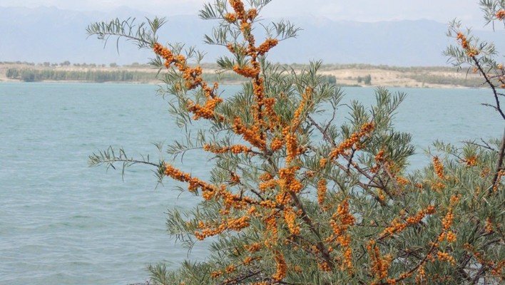 ЖК Комитети Кыргызстандагы көлдөрдү жана суу сактагычтарды сактоого багытталган мыйзам долбоорун жактырды