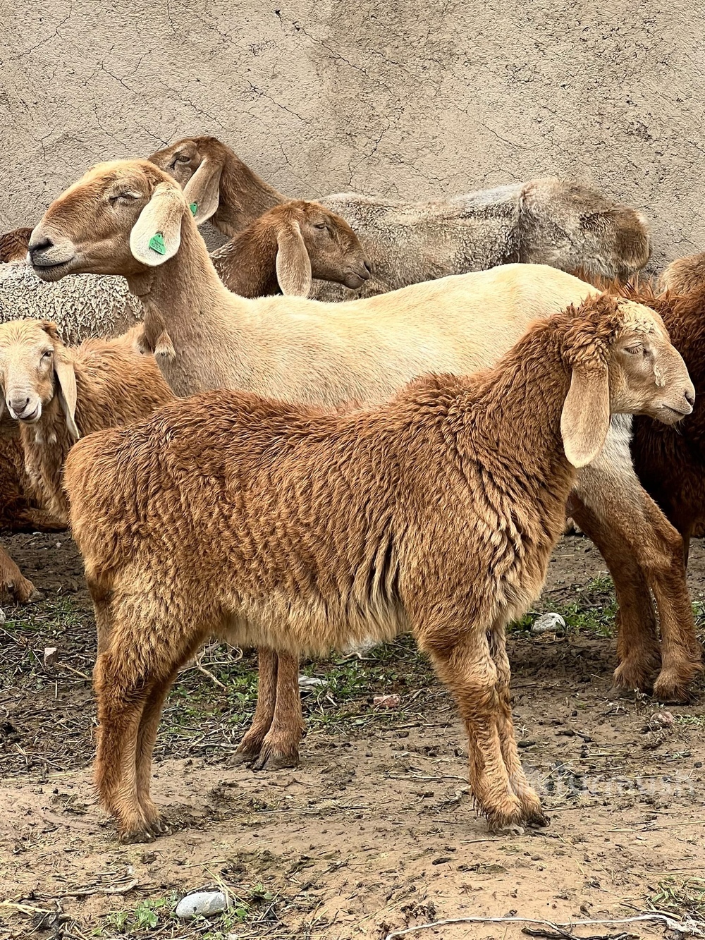 Сүрөт: Turmush