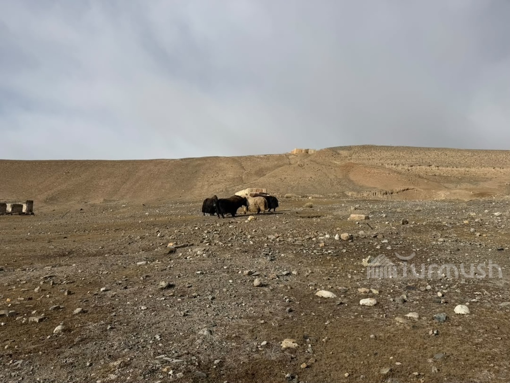 Сүрөт: Turmush