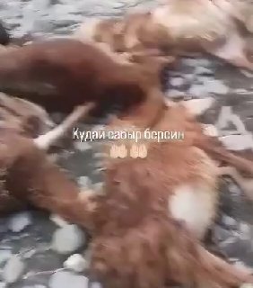 Талас районунда Беш-Кол дарыясынан 73 гиссар тоок урунуп кетти