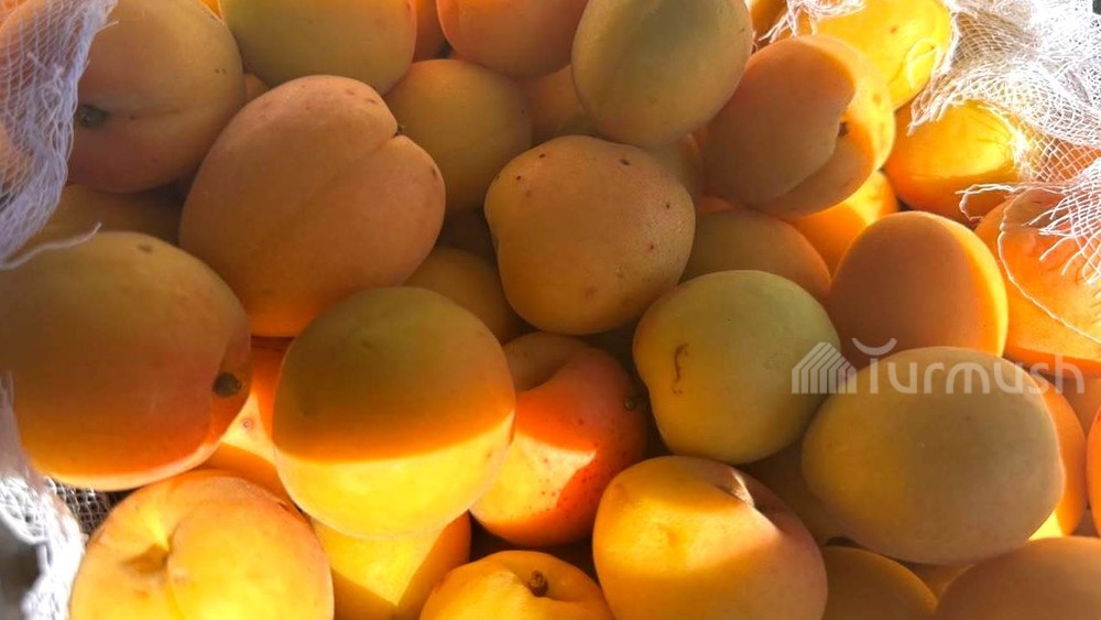 Ысык-Көлдүн Жети-Өгүз районунда өрүк сезону башталды: Аны Орусия жана Казакстан соодагерлери сатып алууда