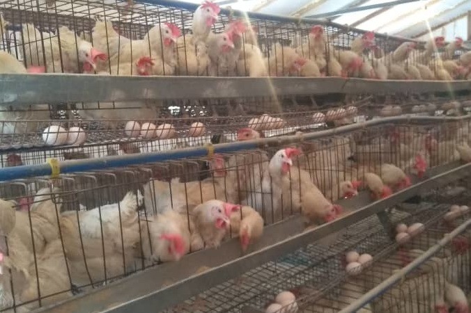 На развитие птицеводства и стабилизацию цен на яйца в КР выделят 6 млрд сомов