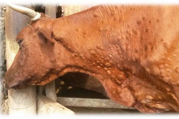 Сүрөт: 24.kg
