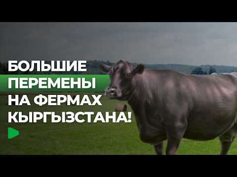 Кыргызстанда улуттук малдын сапатын кантип жакшыртуу пландары каралууда