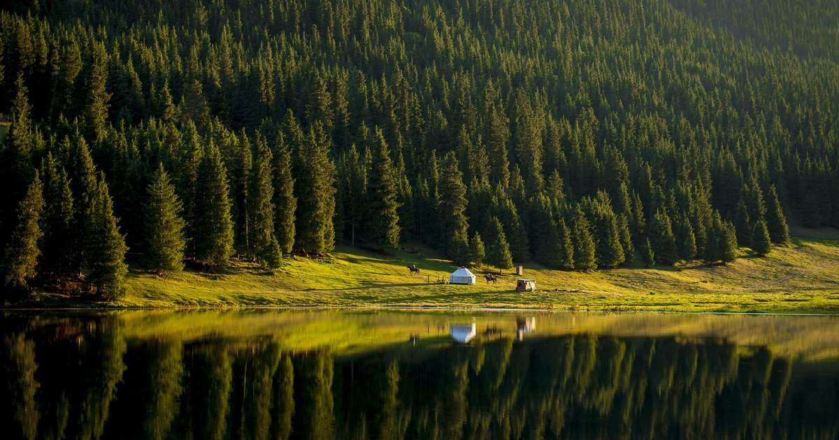 Минприроды: В Кыргызстане усилены меры по охране и восстановлению лесов