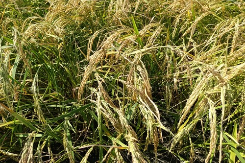 Кыргызстанга күрүч импорту январь-май айларында 63%га өстү