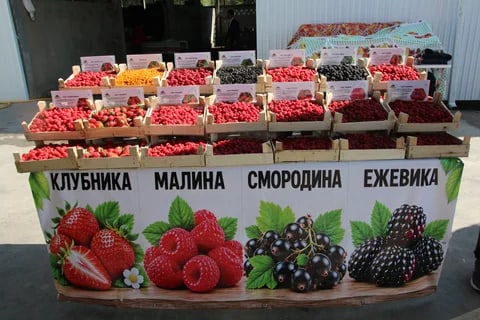 Фото: Кабар (рус.)