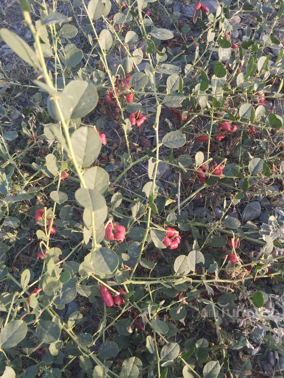 Сүрөт: Turmush