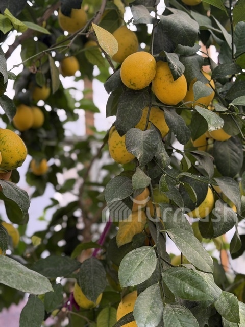 Сүрөт: Turmush