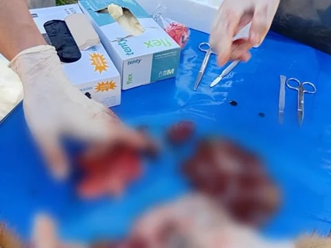 Сүрөт: Кабар (рус.)