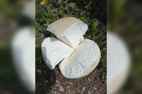 Сүрөт: Кабар (рус.)