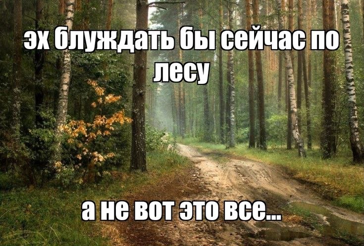 Кыргызстандагы токойлордун жалпы аянты жана аларды коргоо пландары