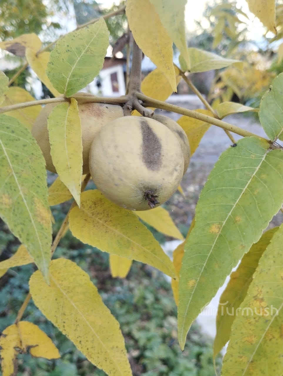 Сүрөт: Turmush