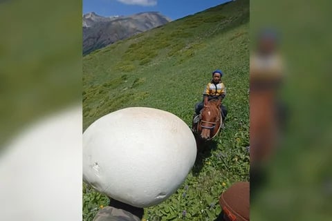Сүрөт: Кабар (рус.)