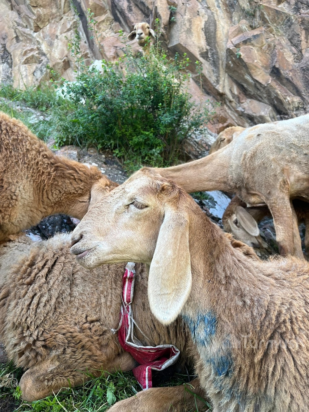 Сүрөт: Turmush