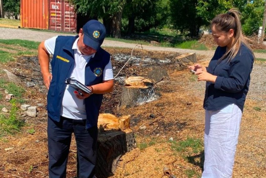 Ысык-Ата районундагы Ивановка айылынын тургуну мыйзамсыз дарак кесүүдөн 95 миң сомдон ашык төлөмгө жыгылды
