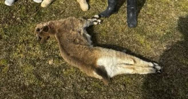 В Кочкорском районе обнаружен детеныш дикого козерога, добытый незаконно