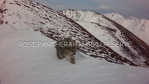 Фото: Кабар (рус.)