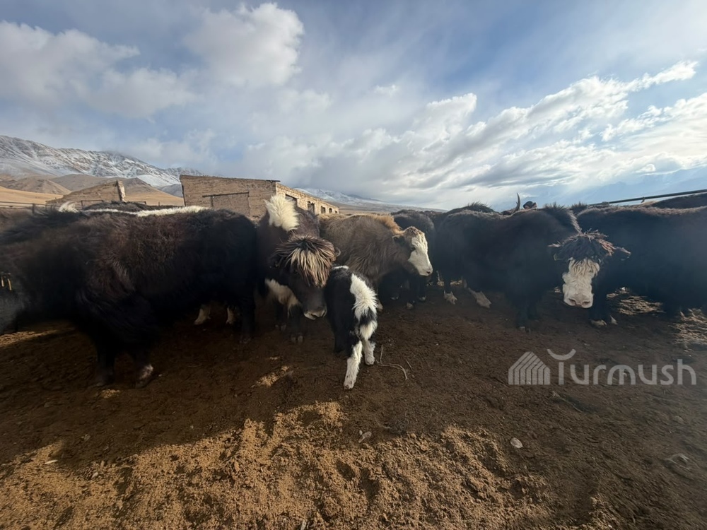 Сүрөт: Turmush
