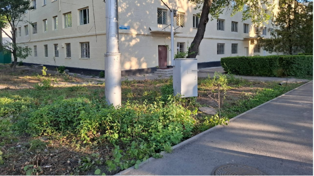 Бишкектик тургундар борбордук көчөлөрдөгү кууштардын массалык кыркып салынуусун байкашууда