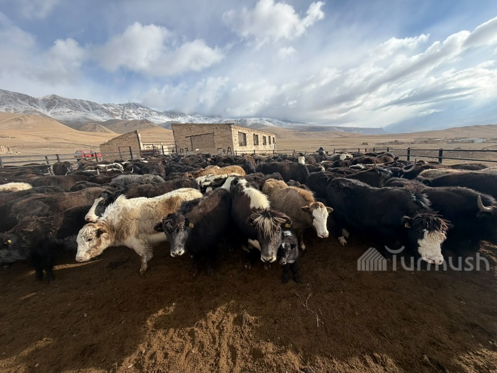 Сүрөт: Turmush