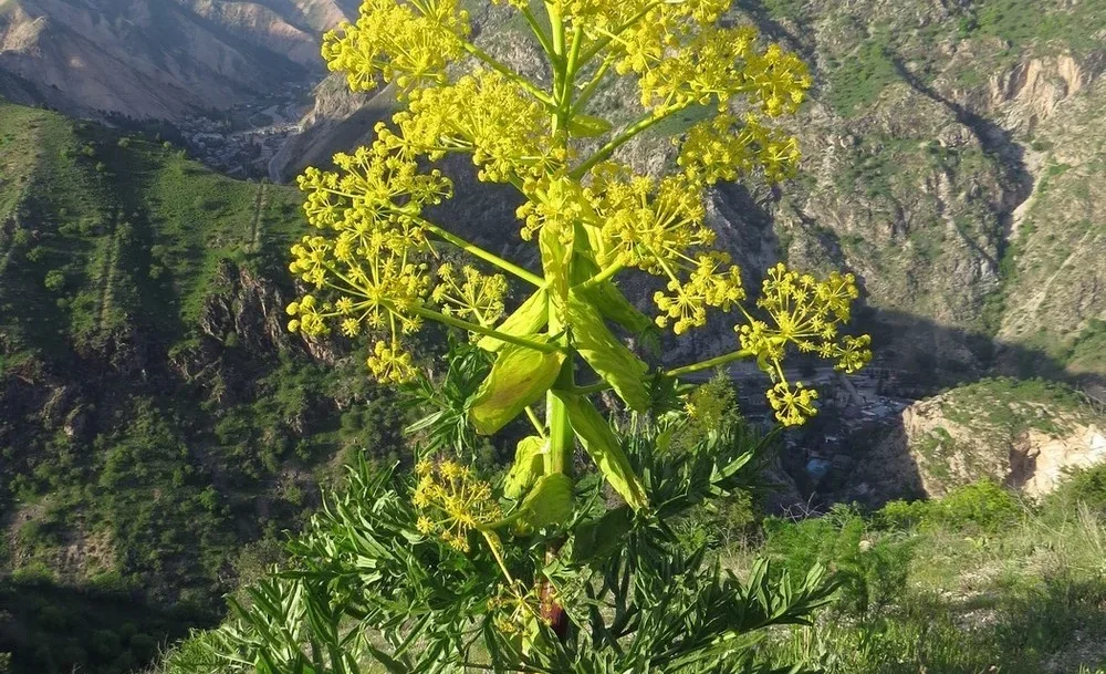 Сүрөт: Кабар (рус.)